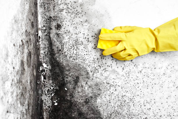 Best Fast Mold Removal  in Lake Arrowhead, CA