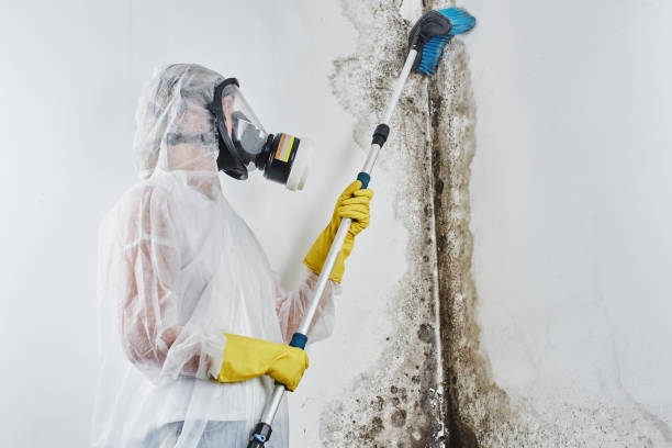 Best Residential Mold Removal  in Lake Arrowhead, CA