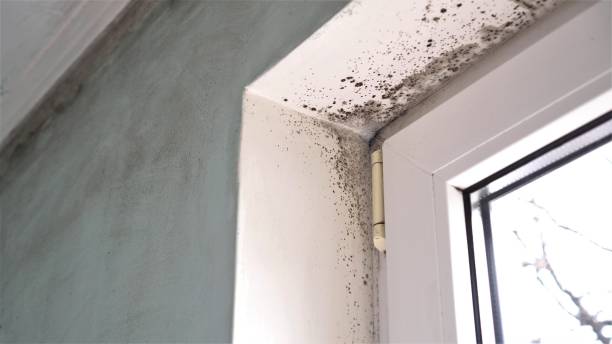 Lake Arrowhead, CA Mold Removal Company