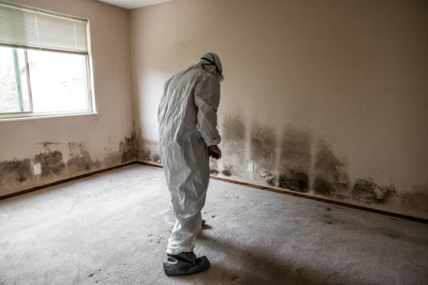 Best Mold Damage Repair  in Lake Arrowhead, CA
