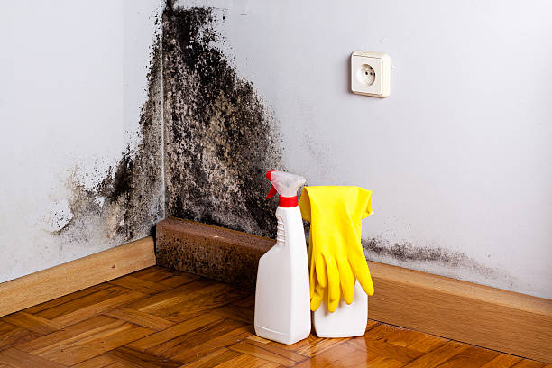 Best Fast Mold Removal  in Lake Arrowhead, CA